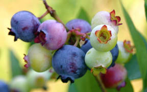 blueberries