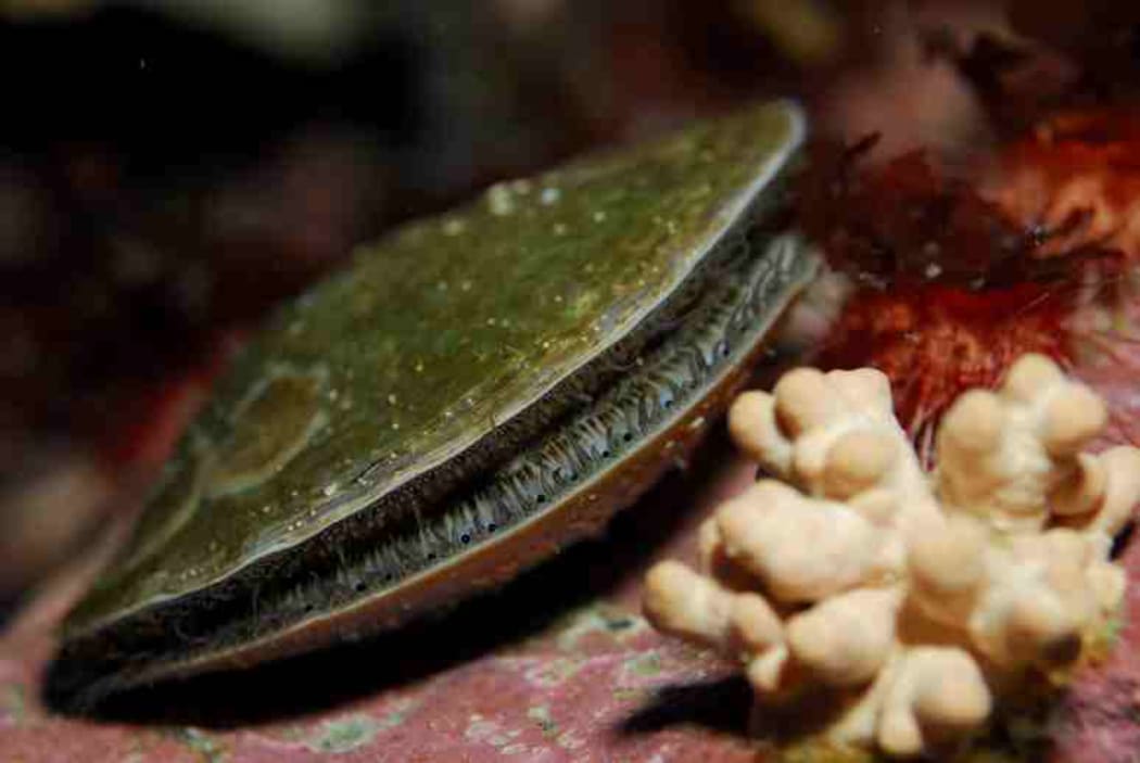 The shells of Antarctic scallops are thinner than those of shellfish in more temperate waters. In more acidic waters, their shells become even more brittle.