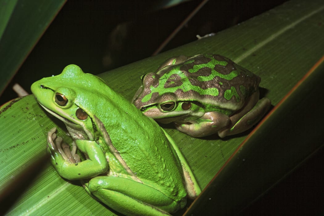 Green and gold bell frogs: delightful to some; less so to others