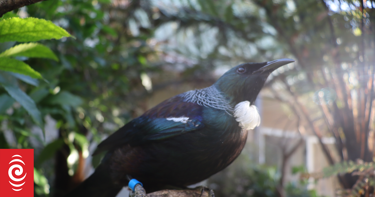 'Yeah boy': Meet Pleakley, Ōtorohanga Kiwi House's talking tūī