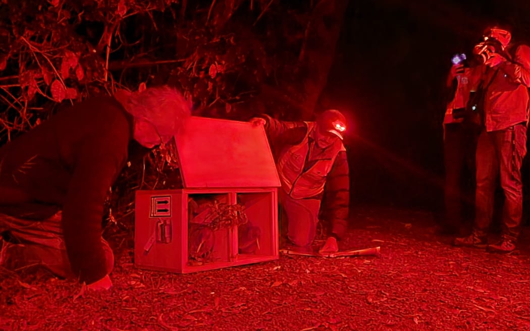 Two little_spotted_kiwi_being_released_into_Brook_Waimarama_Sanctuary
