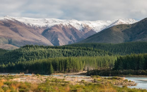 Pine forest Wairau River South Island. Forest. Forestry. Pine trees. Pinus radiata
