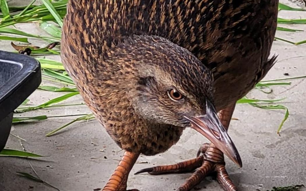 Wally the weka, the mysterious bird found in Taranaki.