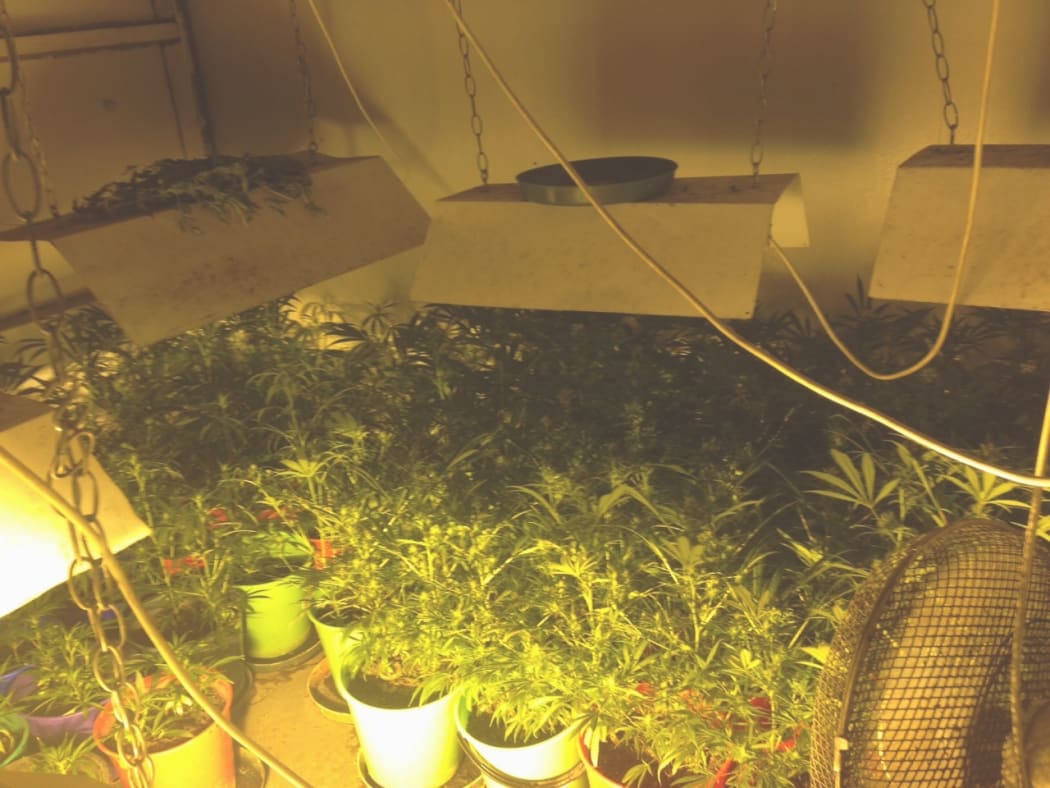 Police found marijuana crops in a warehouse in Cambridge.