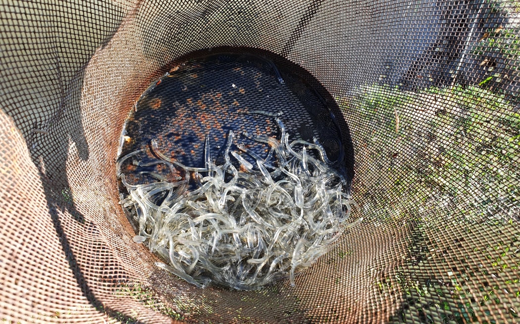 The juveniles of six species make up New Zealand's whitebait catch