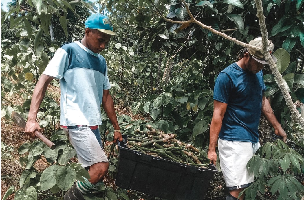FijiKava has more than 200 growers working with them across the country.