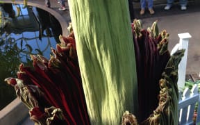 The Corpse flower at the Auckland Domain blooming in June 2015