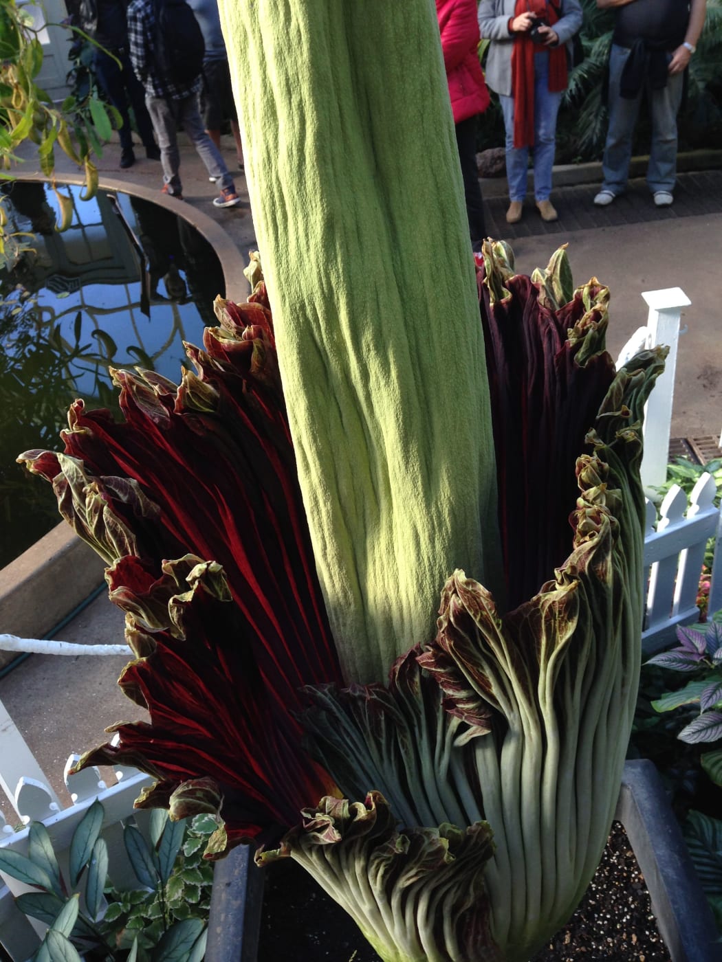 The Corpse flower at the Auckland Domain blooming in June 2015