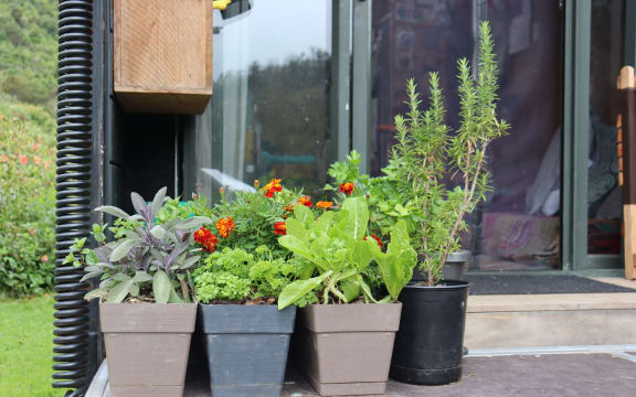 Potted plants on the house truck