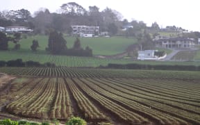 Market gardens in Pukekohe, south of Auckland City.