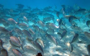 Sealife of Champagne Bay, Espiritu Santo, Vanuatu