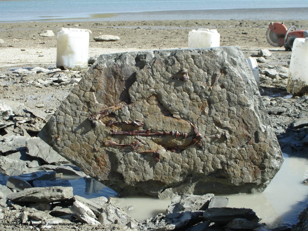 The Penguin fossil uncovered by the JUNATS after being cut out of the ground.