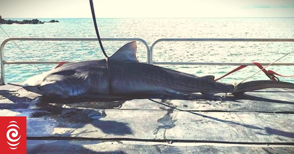 No more shark culling off Nouméa beaches, court orders - Vimarsana News