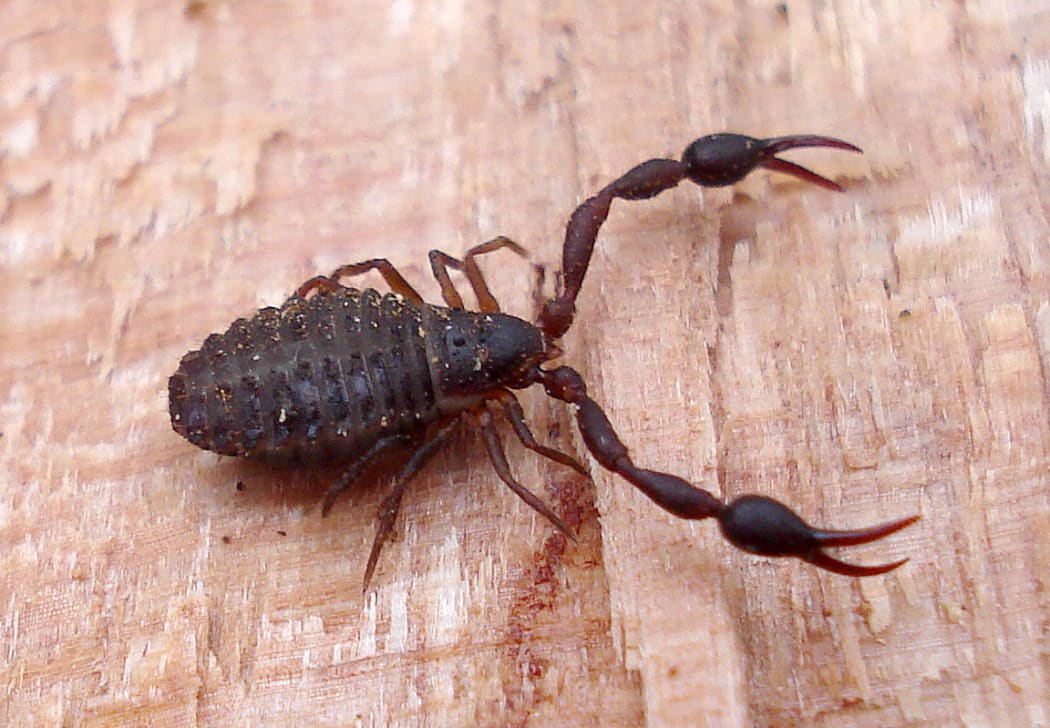 Pseudoscorpian