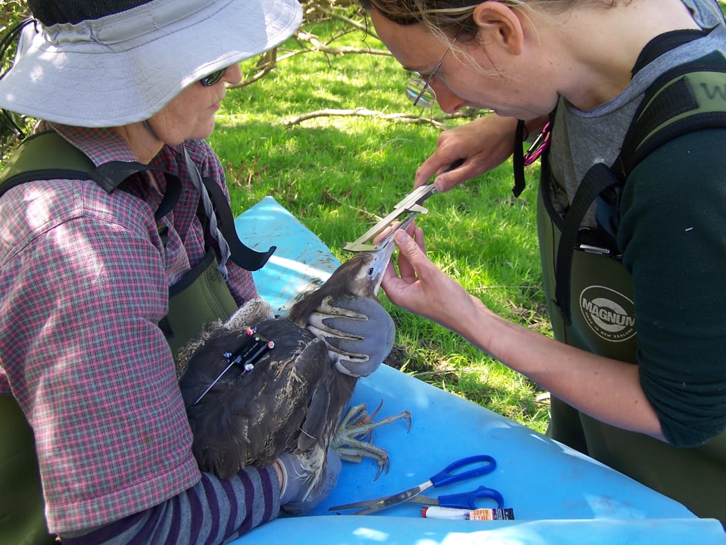 Two people holding a bittern and measuring the length of the bill