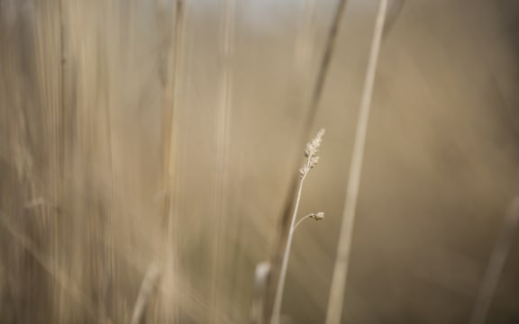 Dry grass - generic Central Otago