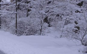 Snow on trees.