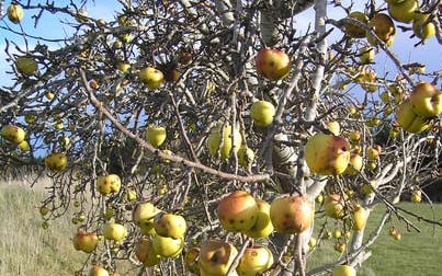 Heritage Apple Tree NZ