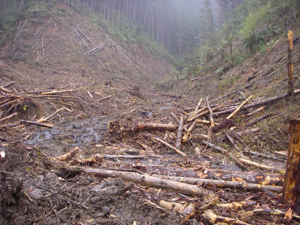 The offending activity in Whitikau Forest.