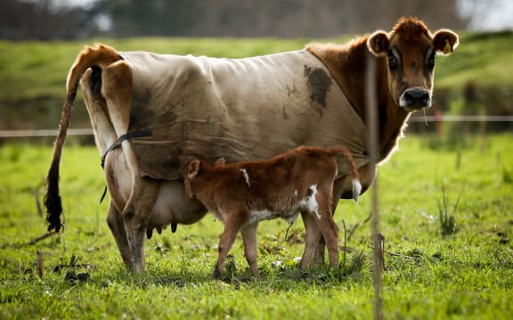 Organic Jersey cow and calf on a Rongotea farm.