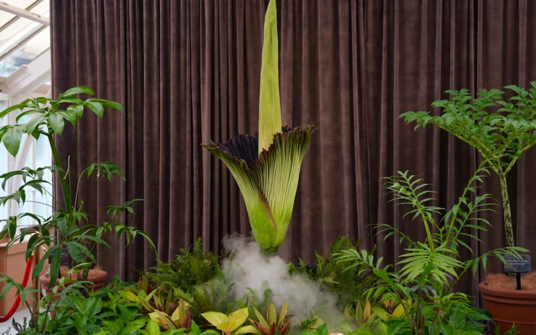 Putricia is one of only 1000 Amorphophallus titanum believed to be left in the world.