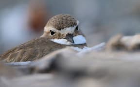 Close up, Female Banded Dotterel