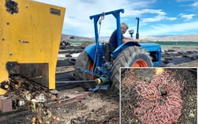 A portion of the 20 tonne weekly feed out to the worms. Consisting of fruit & vegetable waste from New World, apple pulp, paunch grass and cardboard,
and converted into worm castings very quickly.