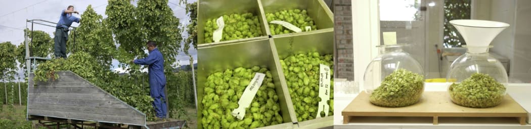 After the harvest, the hops cones, or strobiles, are processed for chemical analysis and brewing.