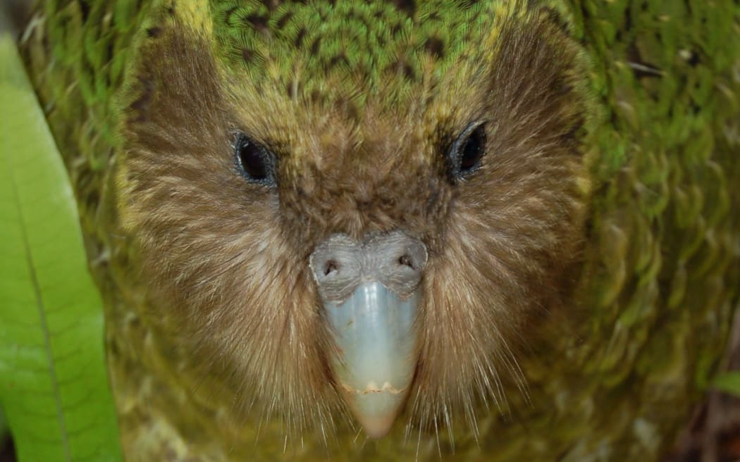 Kakapo face