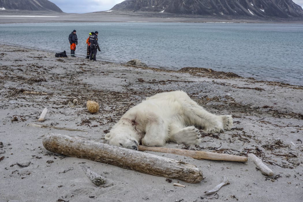 The polar bear shot by a guard on a cruise ship lies on the beach at Sjuøyane north of Spitzbergen, Norway, on July 28, 2018.