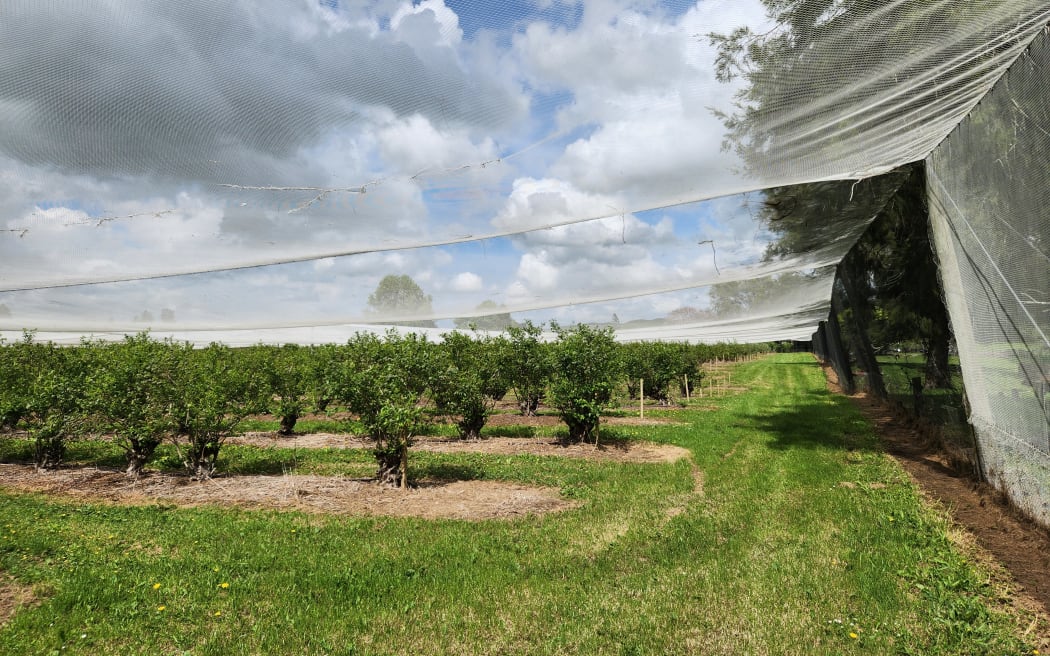 Nets cover the blueberry orchard