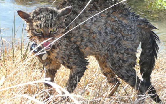 A wild cat with a GPS collar attached in order to track its movements.