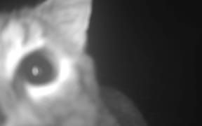 Cats detected on trail cameras at Shotover Wetland.