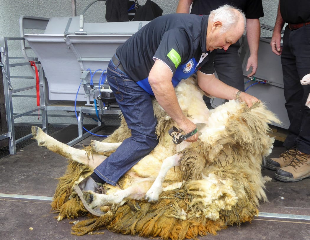 Suzy was shorn with blade shears by world record-holder Peter Casserly.