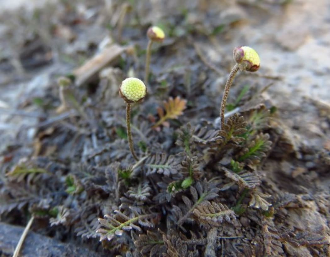 Leptinella filiformis in bud