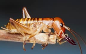 The Northland Tusked Wētā