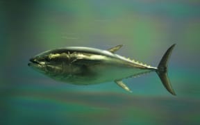 Pacific Bluefin Tuna