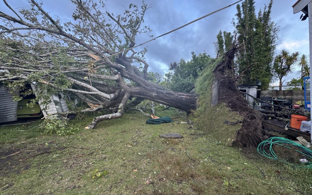 Upheaved tree from tornado in Mangawhai
