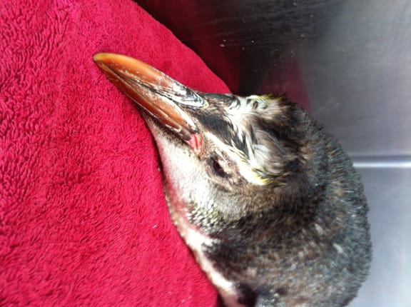 The penguin is being cared for at Wellington Zoo.