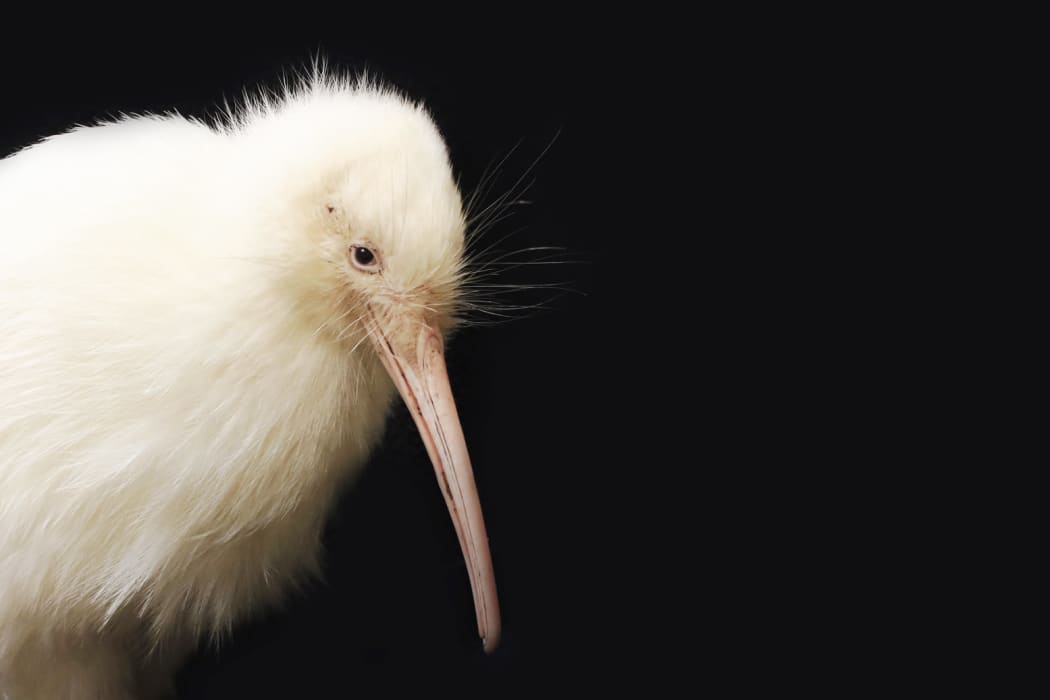 Manukura, a pure white kiwi hatched at Pukaha National Wildlife Centre.