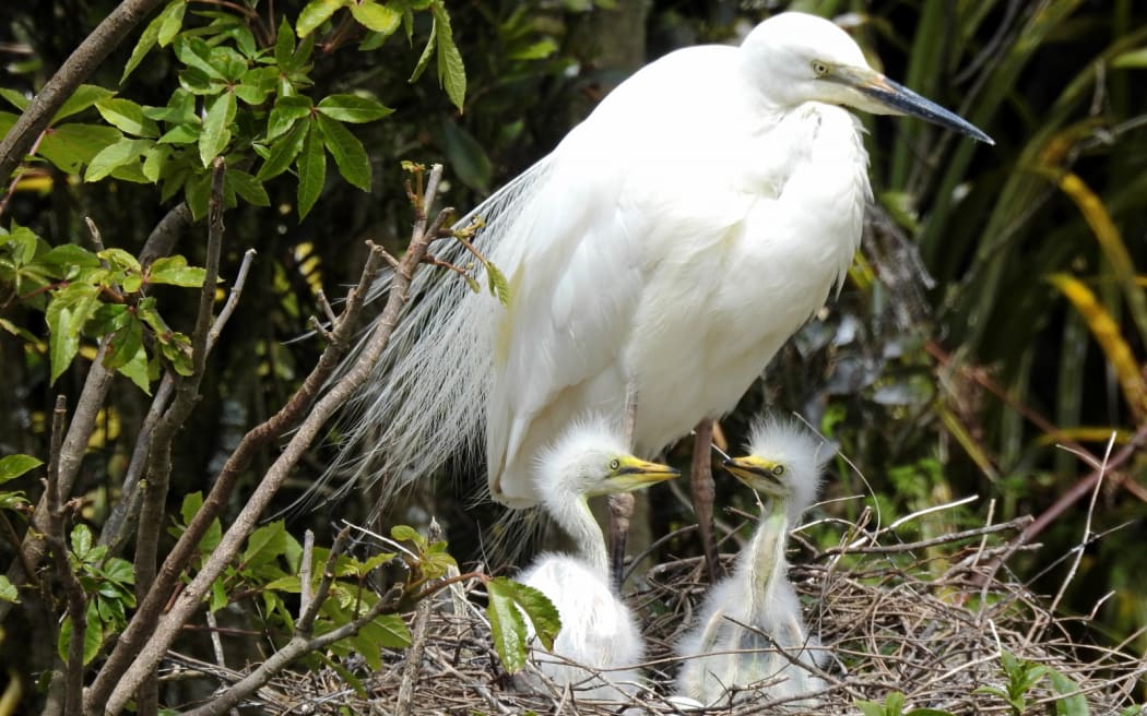 Kōtuku return to Whataroa in mid-September to nest each year.