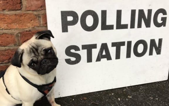 pug at polling booth