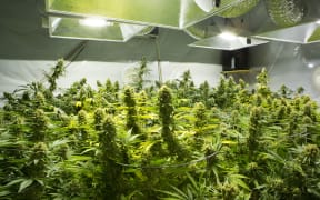 Marijuana buds ( cannabis), hemp plant. Washington State. Legal Medical marijuana law in US.