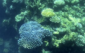 This picture taken on March 7, 2022 shows the current condition of the coral on the Great Barrier Reef, off the coast of the Australian state of Queensland. - The Great Barrier Reef has again been hit with "widespread" bleaching, authorities said on March 18, 2022, as higher-than-average ocean temperatures off Australia's northeast threaten the already struggling World Heritage site.