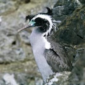 Photo for Kawau tikitiki