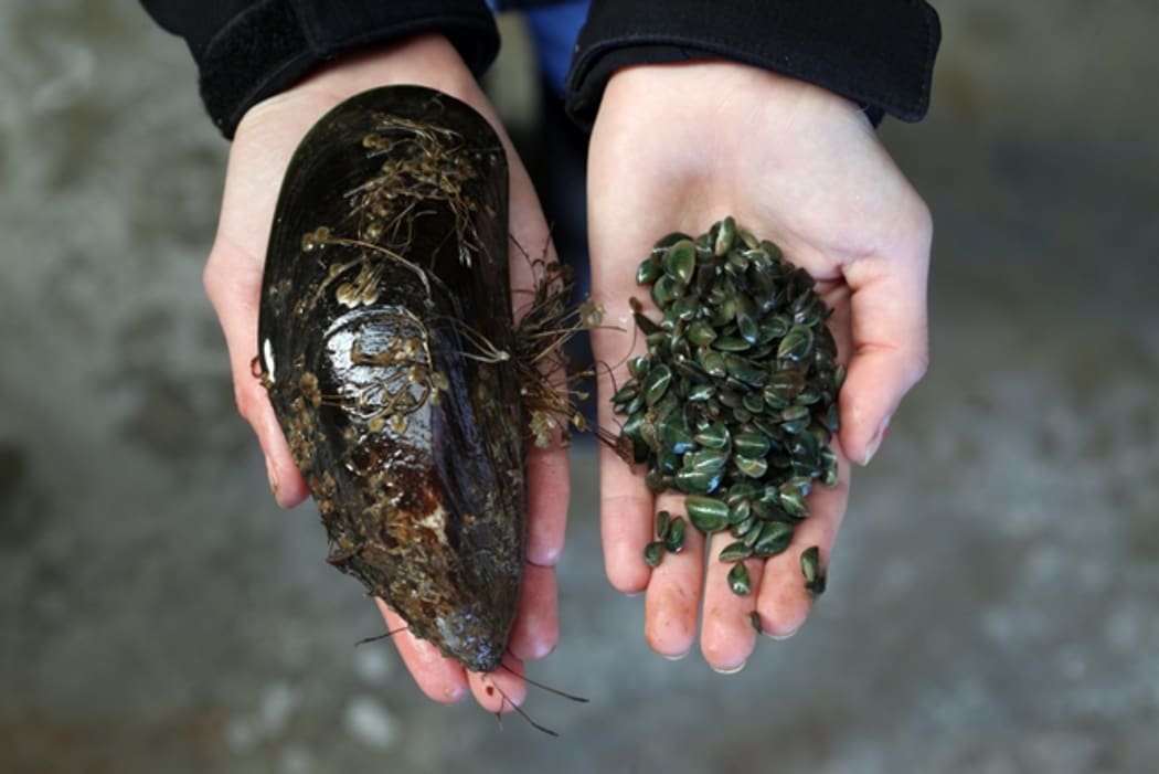 Greenshel mussels from Cawthron Institute’s shellfish breeding programme (baby mussels on the right.)