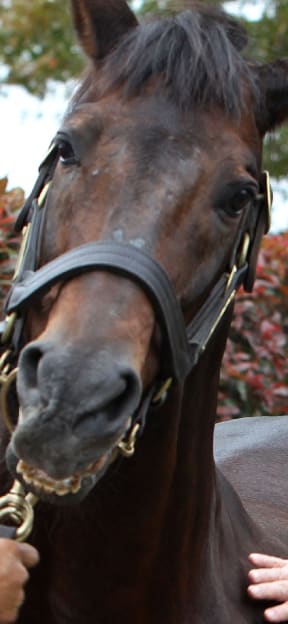 Zabeel.