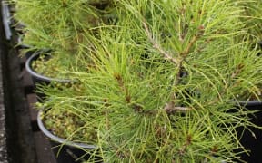 A young Gallipoli pine