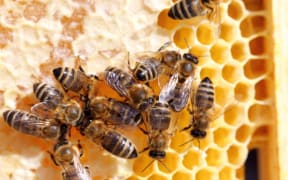 bees