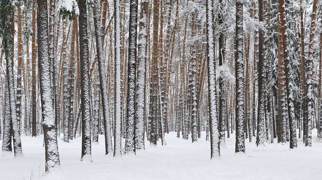 Winter scene near Moscow